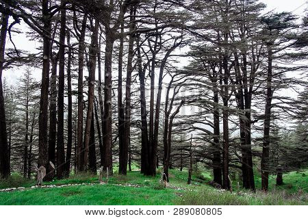 The Cedar Forest In Lebanon In The Fog.