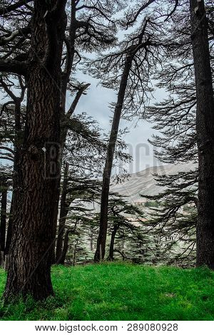 The Cedar Forest In Lebanon In The Fog.