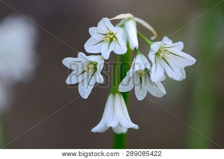 Close Up Of Three Cornered Garlic (allium Triquetrum)