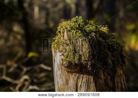 A Beautiful Tree Stump In The Forest