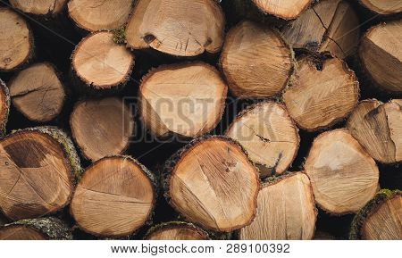 Stacked Wood Logs In Forest On Sunny Day.  Heap Of Wood (oak, Beech, Pine) With Path On Background. 