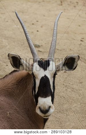 Gemsbok (Oryx gazella gazella), also known as the Southern oryx. 