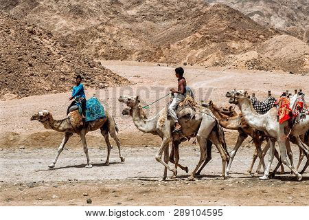 Sharm El Sheikh, Egypt - May 2018: We Take A Closer Look At The Camels In Sahara Desert. Here Beduin