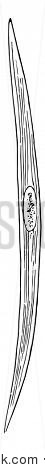 There are two fiber types one is slow-twitch muscle and another is fast-twitch muscle, vintage line drawing or engraving illustration.