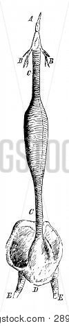 This diagram represents the Windpipe of a Male Red Breasted Merganser, vintage line drawing or engraving illustration.