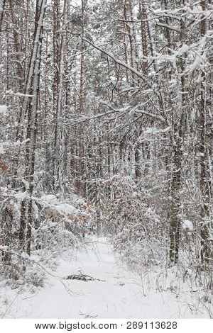Bavarian Winter Landscape Next Next To Schwandorf, Charlottenhofer Weihergebiet