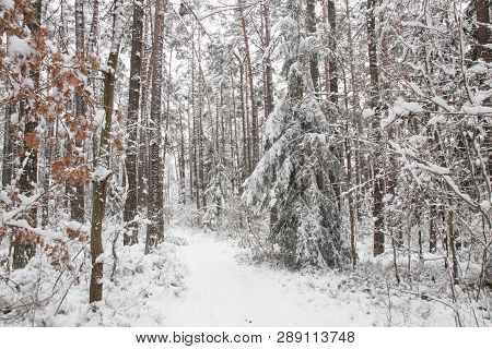 Bavarian Winter Landscape Next Next To Schwandorf, Charlottenhofer Weihergebiet