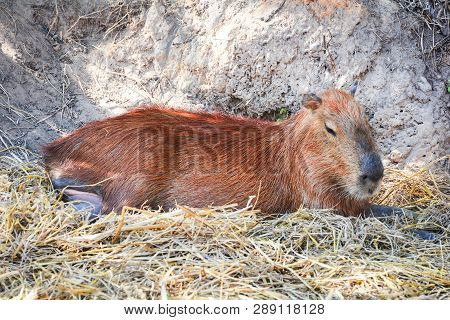 Capybara Lying On Ground On Summer Day In The Capybara Farm At National Park / Hydrochaeris Hydrocha