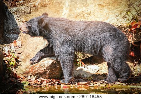 Asian Black Bear Or Asiatic Black Bear Walking Near The Water In Summer Time
