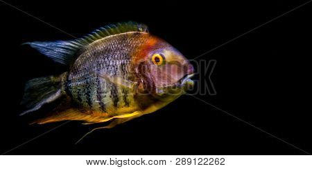 Banded Cichlid Isolated On A Black Background, Popular Tropical Aquarium Pet From The Orinoco River 
