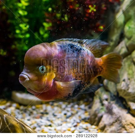 Flowerhorn Cichlid Hybrid, Color Mutation, Popular Pet In Aquaculture, Genetic Manipulation