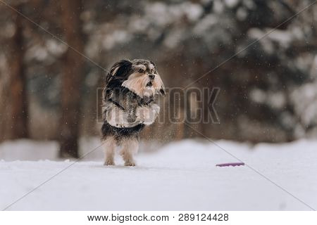 Mixbreed Little Dog Jumping In The Winter Forest