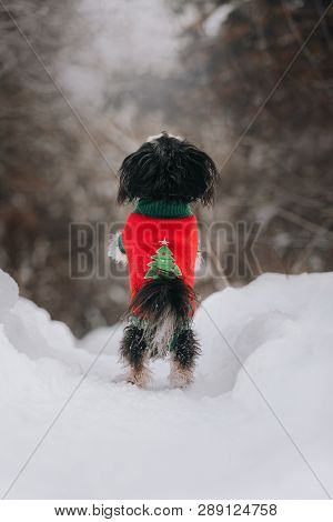 Mixbreed Little Dog Stands Back In The Winter Forest