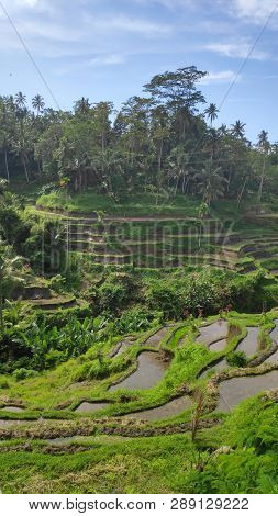 Tegalalang Rice Terraces In Ubud, Bali. Tegalalang Rice Terrace Is One Of The Famous Tourist Objects