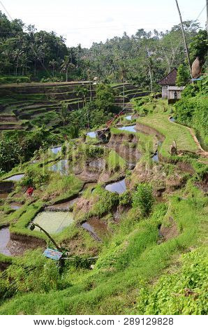 Tegalalang Rice Terraces In Ubud, Bali. Tegalalang Rice Terrace Is One Of The Famous Tourist Objects