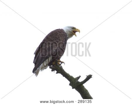 Kel kartal izole
