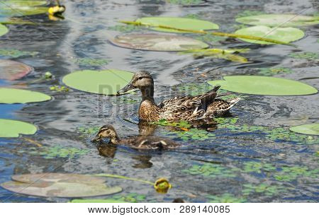 Duck Floating In The Lake
