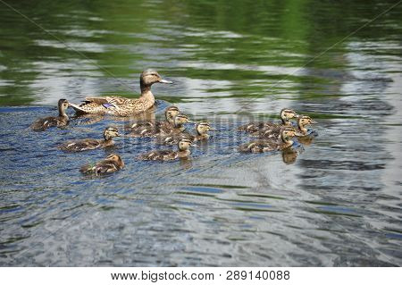 Duck Floating In The Lake