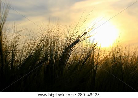 The Awns Of Barley Silhouetted Against A Setting Sun