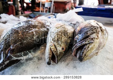 Grouper Sea Fish With Fresh Seafood On Ice