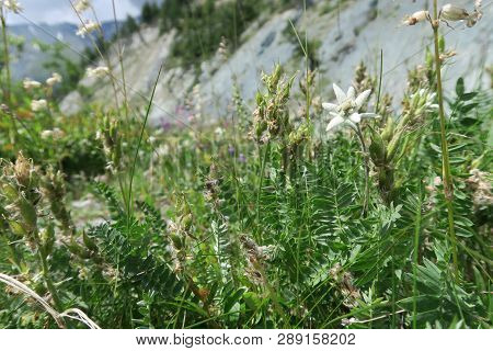 Edelweiss Flowers On The Background Of Mountains. Mountain Summer Landscape, Green Nature Scape Moun
