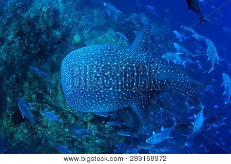 Whale Shark whaleshark 