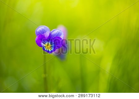 Veronica polita, green grass, summer bokeh background