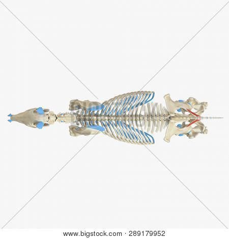 3d rendered medically accurate illustration of the equine muscle anatomy - Coccygeus