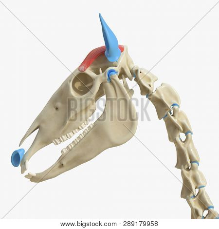 3d rendered medically accurate illustration of the equine muscle anatomy - auricular muscle