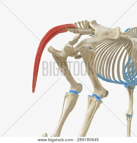3d rendered medically accurate illustration of the equine muscle anatomy - Caudal Muscle
