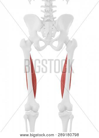 3d rendered medically accurate illustration of the Vastus Intermedius