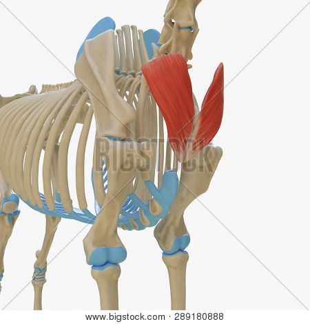 3d rendered medically accurate illustration of the equine muscle anatomy - Cutaneous Colli