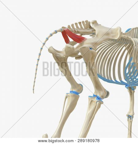 3d rendered medically accurate illustration of the equine muscle anatomy - Coccygeus