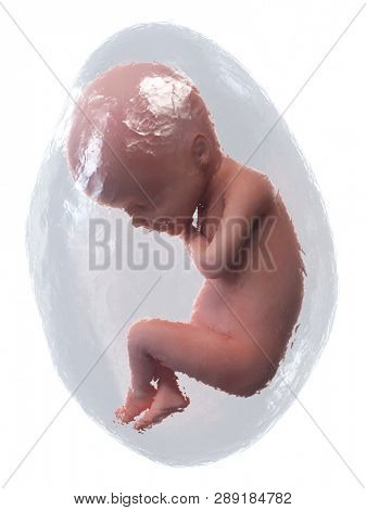 3d rendered medically accurate illustration of a human fetus - week 24