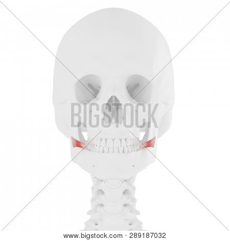 3d rendered medically accurate illustration of the Risorius