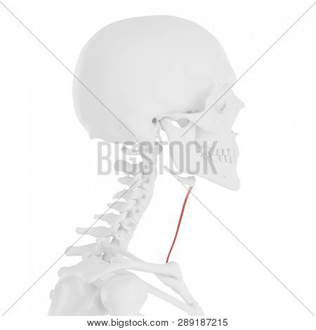 3d rendered medically accurate illustration of the Sternohyoid
