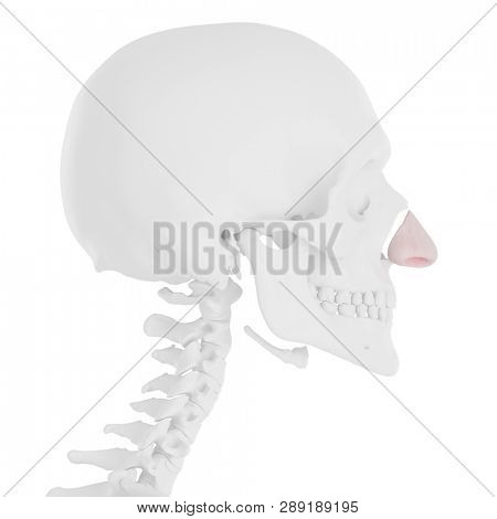 3d rendered medically accurate illustration of the Nasal Cartilage
