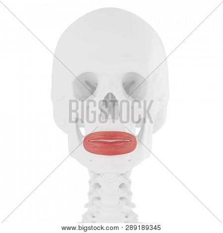 3d rendered medically accurate illustration of the Orbicularis Oris
