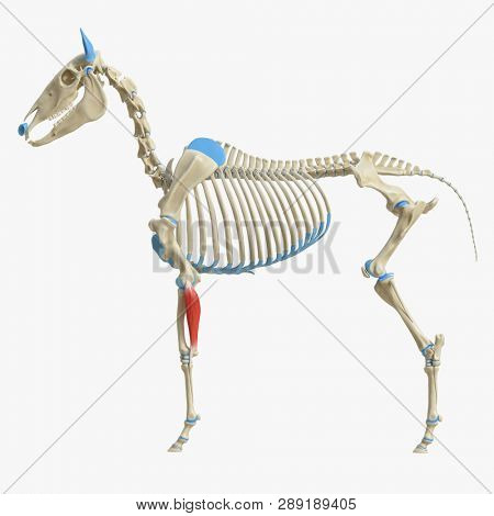 3d rendered medically accurate illustration of the equine muscle anatomy - Lateral Ulnar Muscle