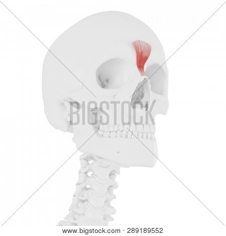 3d rendered medically accurate illustration of the Procerus