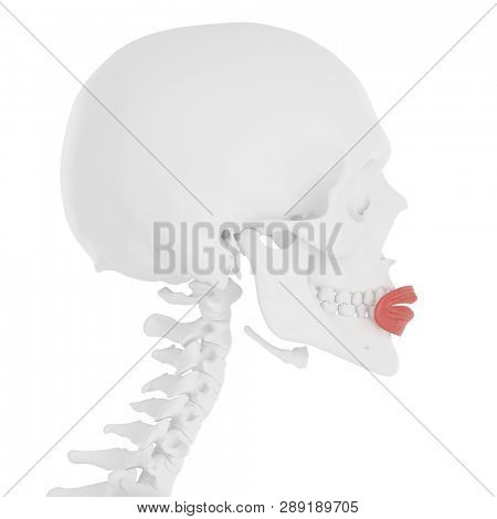 3d rendered medically accurate illustration of the Orbicularis Oris