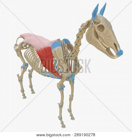 3d rendered medically accurate illustration of the equine muscle anatomy -  Latissimus Dorsi
