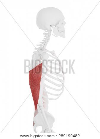 3d rendered medically accurate illustration of the Latissimus Dorsi