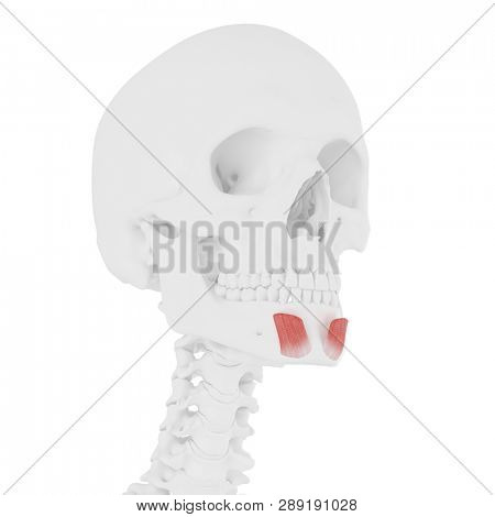 3d rendered medically accurate illustration of the Mentalis