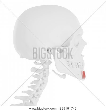 3d rendered medically accurate illustration of the Mentalis