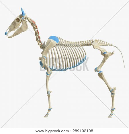 3d rendered medically accurate illustration of the equine muscle anatomy - intertransversarii dorsales cervicis