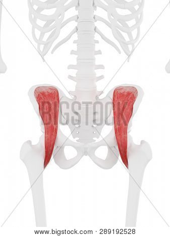 3d rendered medically accurate illustration of the Iliacus
