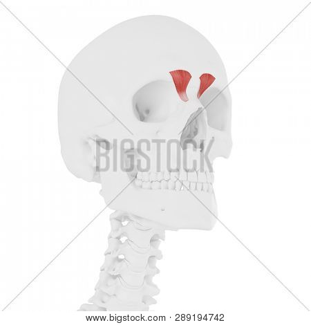 3d rendered medically accurate illustration of the Depressor Supercili