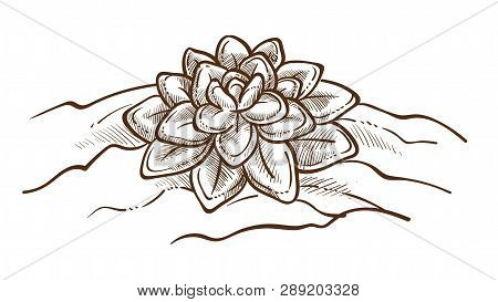 Elegant Lotus Flower Drawing