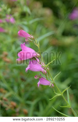 Red Rocks Beard Tongue - Latin Name - Penstemon X Mexicali Red Rocks